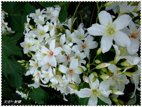 桐詩桐顏首部曲 @天生寶家族 @天生寶家族