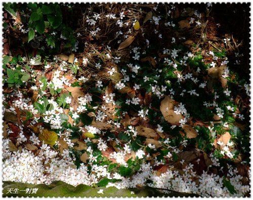 桐詩桐顏首部曲 @天生寶家族 @天生寶家族