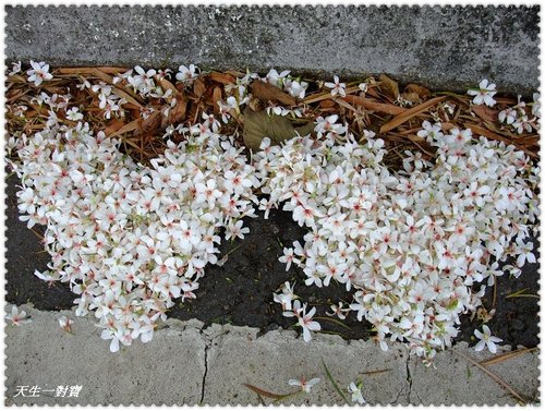 桐詩桐顏首部曲 @天生寶家族 @天生寶家族