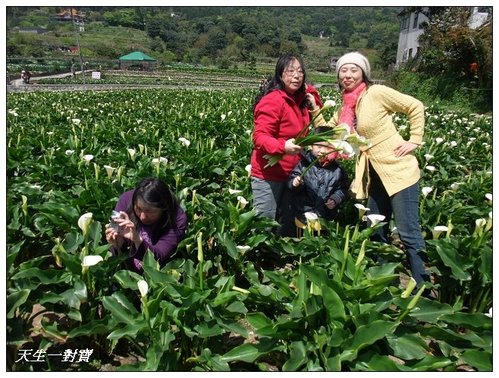 芋你漫遊竹子湖 @天生寶家族 @天生寶家族