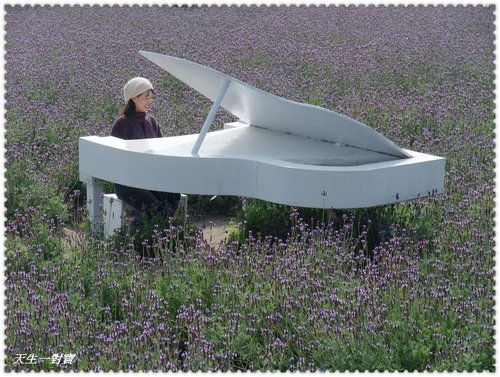 中社花市拍拍樂 @天生寶家族 @天生寶家族