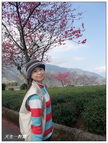 【信義景點】草坪頭玉山茶園 @天生寶家族 @天生寶家族