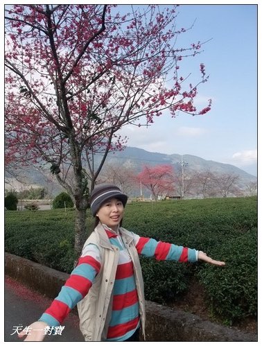 【信義景點】草坪頭玉山茶園 @天生寶家族 @天生寶家族