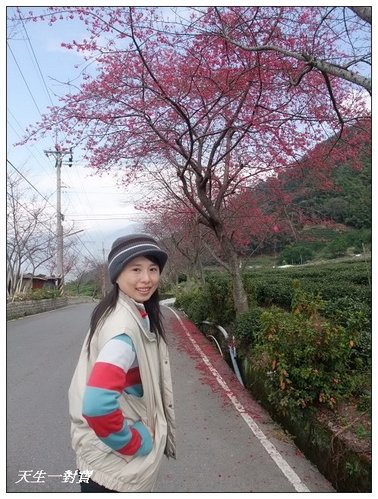 【信義景點】草坪頭玉山茶園 @天生寶家族 @天生寶家族