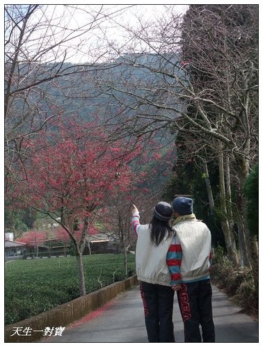 【信義景點】草坪頭玉山茶園 @天生寶家族 @天生寶家族