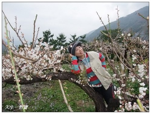 梅完梅了信義鄉 @天生寶家族 @天生寶家族