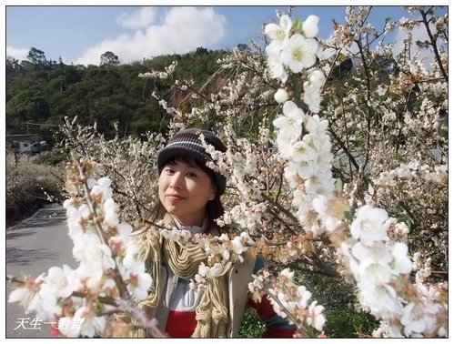 梅開眼笑聞梅香 @天生寶家族 @天生寶家族