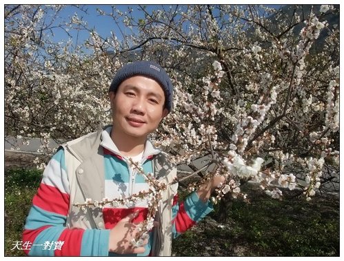 梅開眼笑聞梅香 @天生寶家族 @天生寶家族