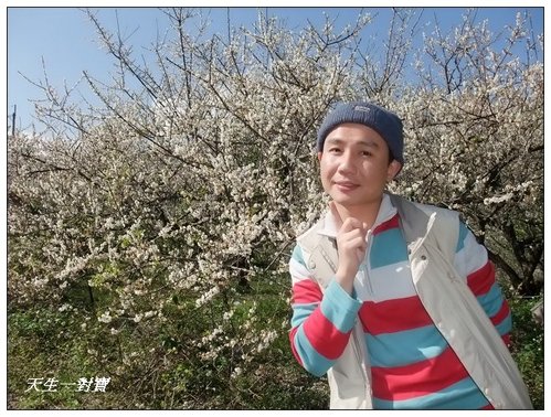 梅開眼笑聞梅香 @天生寶家族 @天生寶家族