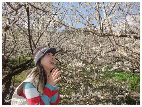 梅開眼笑聞梅香 @天生寶家族 @天生寶家族