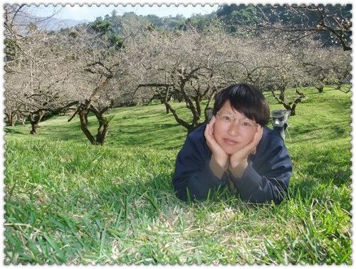 信義梅花,南投梅花,最新花況 信義梅花,南投梅花,最新花況