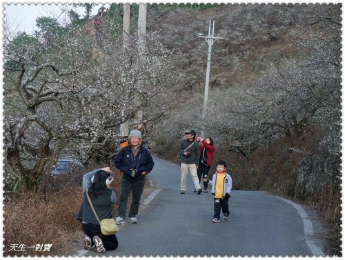 信義梅花,南投梅花,最新花況