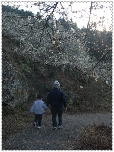 信義梅花,南投梅花,最新花況