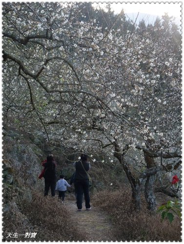 信義梅花,南投梅花,最新花況