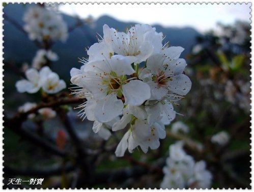 信義梅花,南投梅花,最新花況