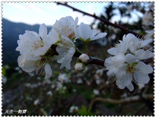 信義梅花,南投梅花,最新花況