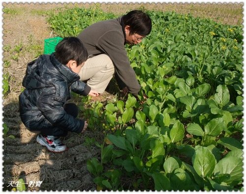 信義梅花,南投梅花,最新花況 信義梅花,南投梅花,最新花況