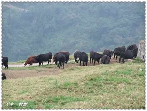 清境蕓蘆,清境蕓蘆景觀渡假山莊