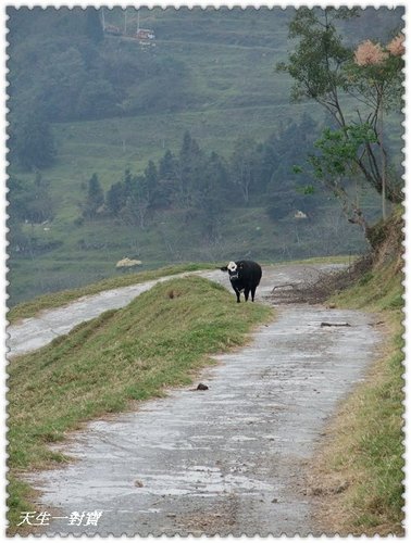 清境蕓蘆,清境蕓蘆景觀渡假山莊