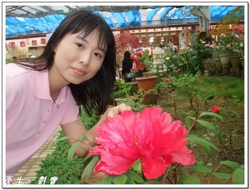 南投杉林溪,杉林溪,杉林溪牡丹,杉林溪花季 南投杉林溪,杉林溪,杉林溪牡丹,杉林溪花季