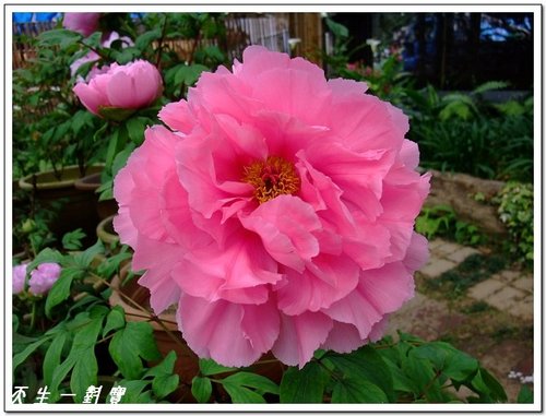 南投杉林溪,杉林溪,杉林溪牡丹,杉林溪花季 南投杉林溪,杉林溪,杉林溪牡丹,杉林溪花季