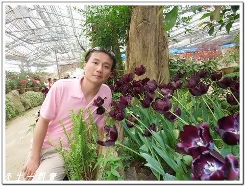 南投杉林溪,杉林溪,杉林溪牡丹,杉林溪花季 南投杉林溪,杉林溪,杉林溪牡丹,杉林溪花季