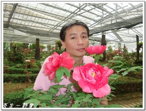南投杉林溪,杉林溪,杉林溪牡丹,杉林溪花季