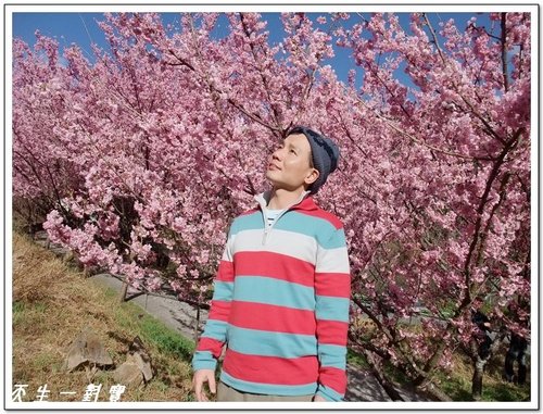 幸福櫻花盡在武陵 @天生寶家族 @天生寶家族