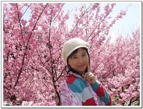 幸福櫻花盡在武陵 @天生寶家族 @天生寶家族