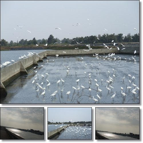 北港口湖一日遊 @天生寶家族  @天生寶家族