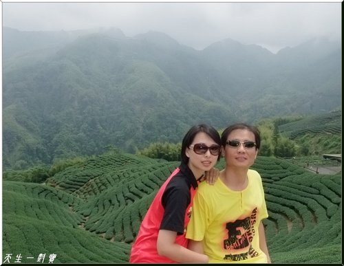竹山八卦茶園 @天生寶家族 @天生寶家族