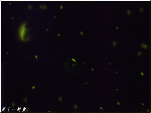 追螢火蟲賞風味餐–南投鹿谷 @天生寶家族 @天生寶家族