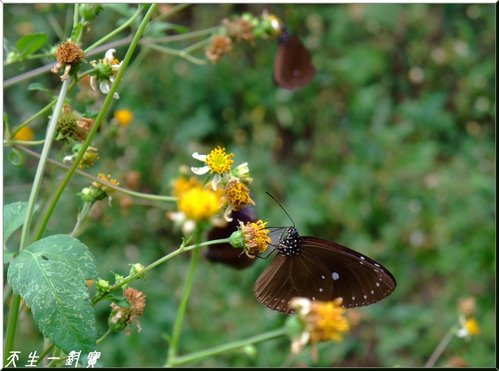 六龜彩蝶谷,彩蝶谷 六龜彩蝶谷,彩蝶谷