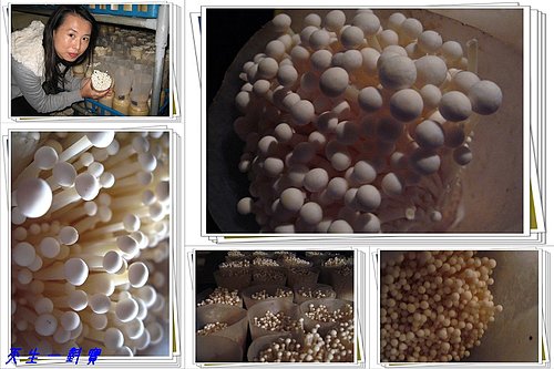 探訪金針菇&赤鬼炙燒牛排 @天生寶家族 @天生寶家族