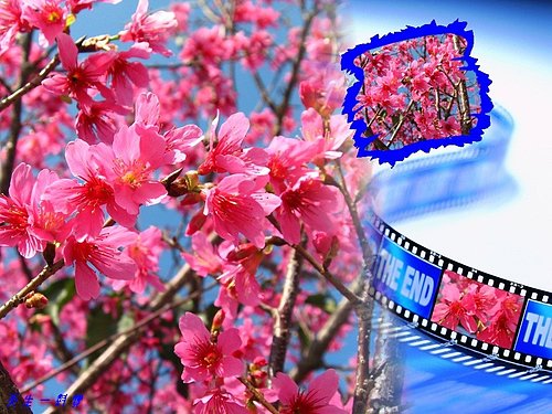 下雪,嘉義,小火車,巴士,接駁巴士,接駁車,櫻花,櫻花花況,火車站,門票,阿里山,阿里山森林遊樂區 下雪,嘉義,小火車,巴士,接駁巴士,接駁車,櫻花,櫻花花況,火車站,門票,阿里山,阿里山森林遊樂區