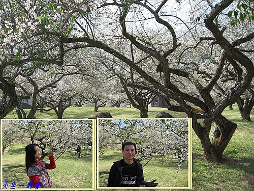 信義柳家梅園,南投信義賞梅,南投賞梅秘境,柳家梅園,柳家梅園交通,柳家梅園住宿,柳家梅園即時花況,柳家梅園用餐,柳家梅園農場,牛稠坑柳家梅園