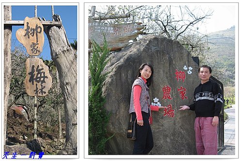 信義柳家梅園,南投信義賞梅,南投賞梅秘境,柳家梅園,柳家梅園交通,柳家梅園住宿,柳家梅園即時花況,柳家梅園用餐,柳家梅園農場,牛稠坑柳家梅園