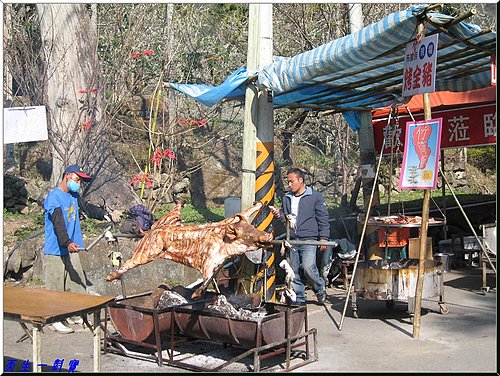 柳家梅園信義牛稠坑柳家梅園即時花況交通住址停車場餐廳住宿南投賞梅秘境柳家梅園