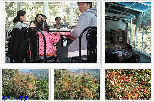 神秘珍貴話鱘龍 @天生寶家族 @天生寶家族