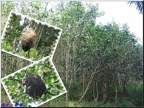 貓囒山步道 @天生寶家族 @天生寶家族