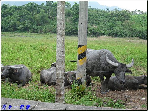 台灣的後花園花蓮 @天生寶家族 @天生寶家族
