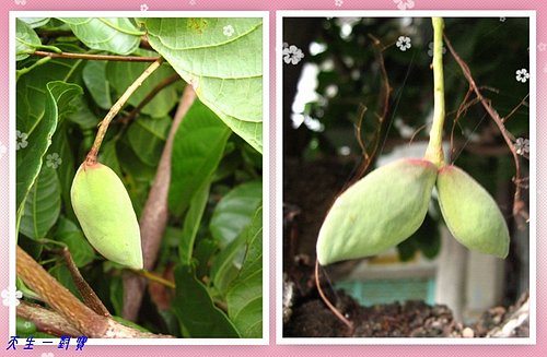 鳳眼果蘋婆料理 鳳眼果蘋婆料理