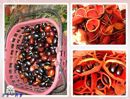 鳳眼果蘋婆料理 鳳眼果蘋婆料理