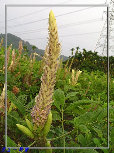 通天草功效