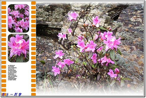 合歡山 — 與杜鵑有約 @天生寶家族 @天生寶家族