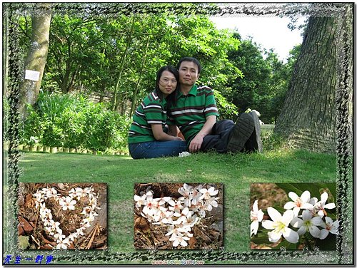 苗栗—浪漫桐花在三義 @天生寶家族 @天生寶家族