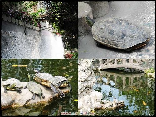  @天生寶家族