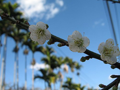 梅之鄉-鵲橋水里遊 @天生寶家族 @天生寶家族