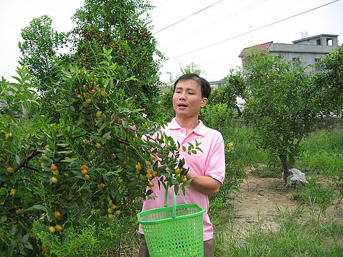 苗栗公館採紅棗 @天生寶家族 @天生寶家族