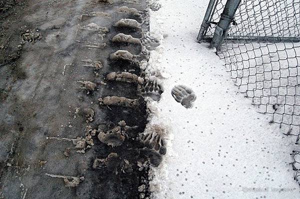 animal-footprint-shoes-maskull-lasserre-10